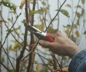 A gardener's hand using pruning shears to trim branches in an autumn garden.