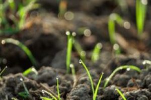Macro shot of green grass blades emerging from dark soil with morning dew.